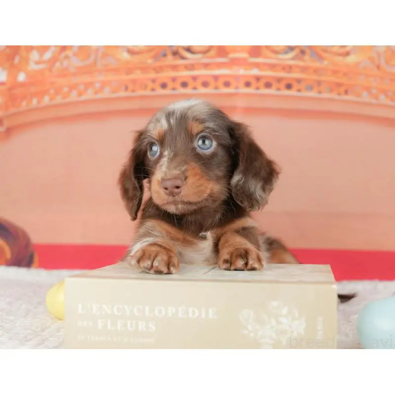 販売中の千葉県のミニチュアダックスフンド(ロングヘアード)-430169