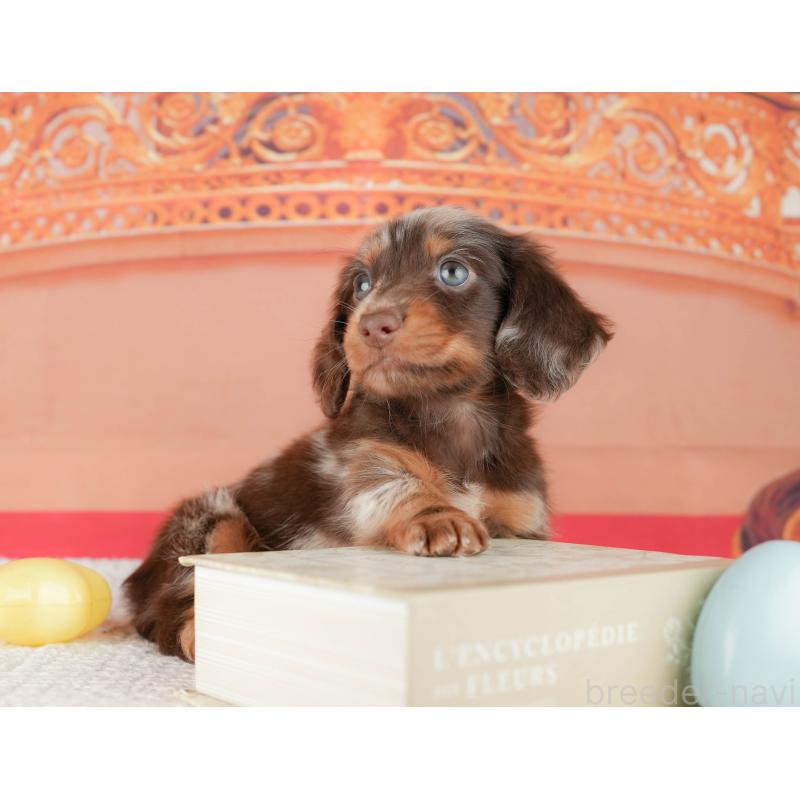 販売中の千葉県のミニチュアダックスフンド(ロングヘアード)-430169の11枚目