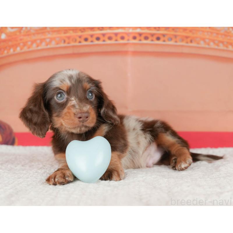 販売中の千葉県のミニチュアダックスフンド(ロングヘアード)-430169の10枚目