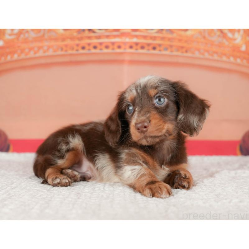 販売中の千葉県のミニチュアダックスフンド(ロングヘアード)-430169の9枚目