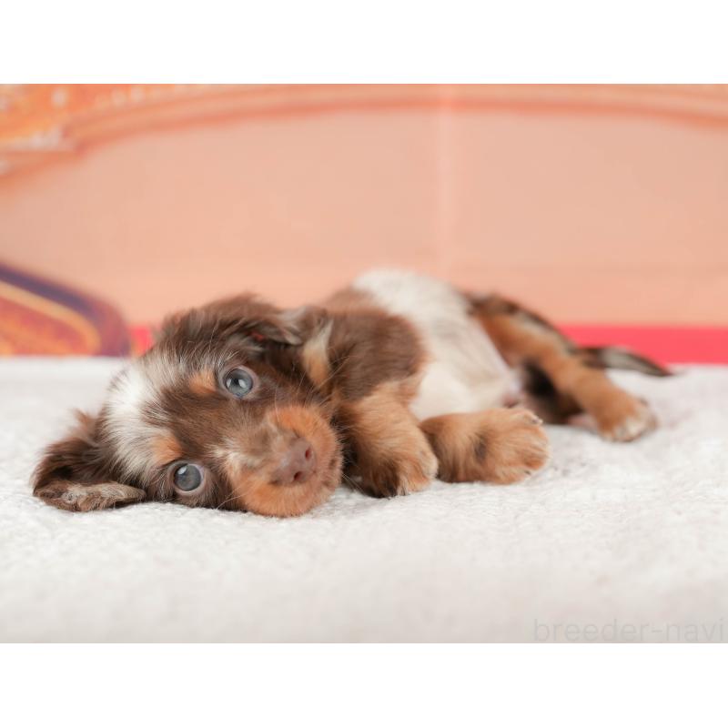 販売中の千葉県のミニチュアダックスフンド(ロングヘアード)-430169の8枚目