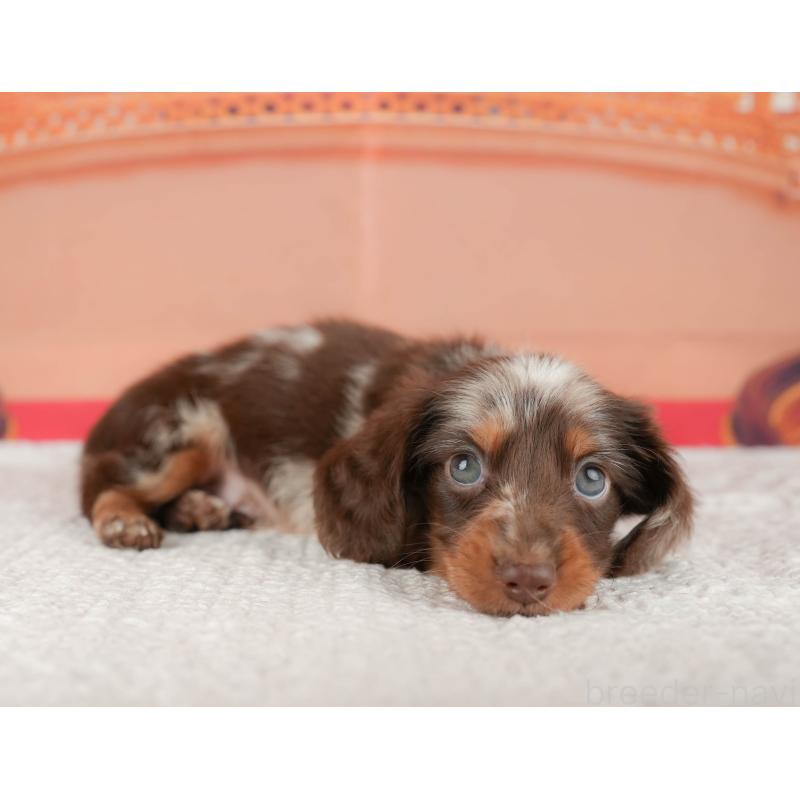 販売中の千葉県のミニチュアダックスフンド(ロングヘアード)-430169の7枚目