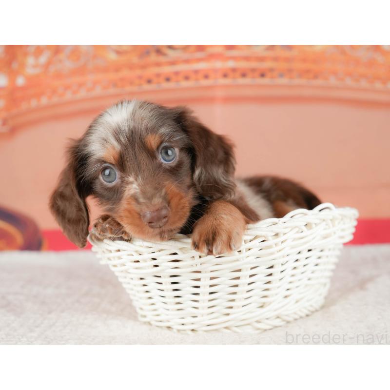 販売中の千葉県のミニチュアダックスフンド(ロングヘアード)-430169の6枚目