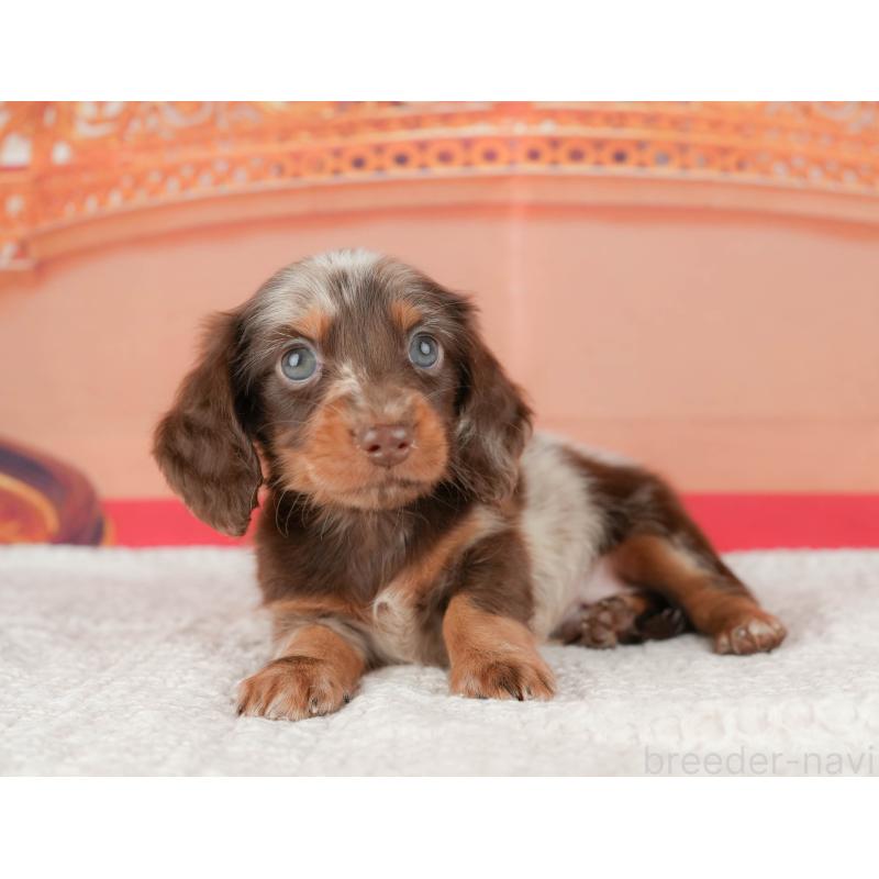 販売中の千葉県のミニチュアダックスフンド(ロングヘアード)-430169の5枚目