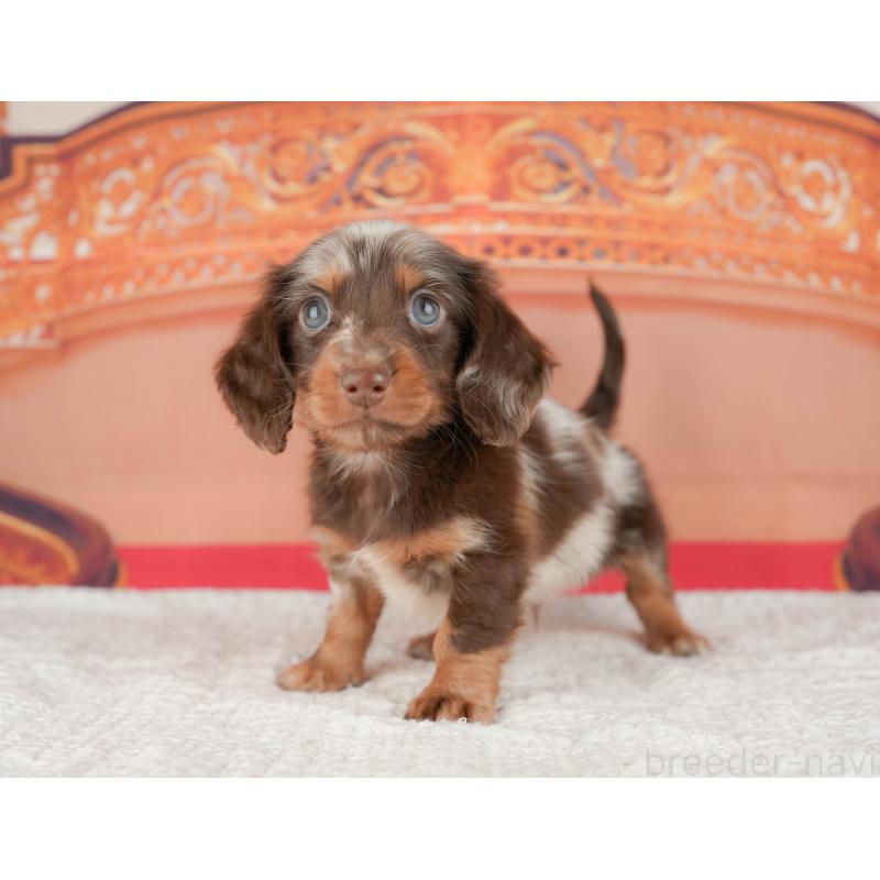 販売中の千葉県のミニチュアダックスフンド(ロングヘアード)-430169の3枚目