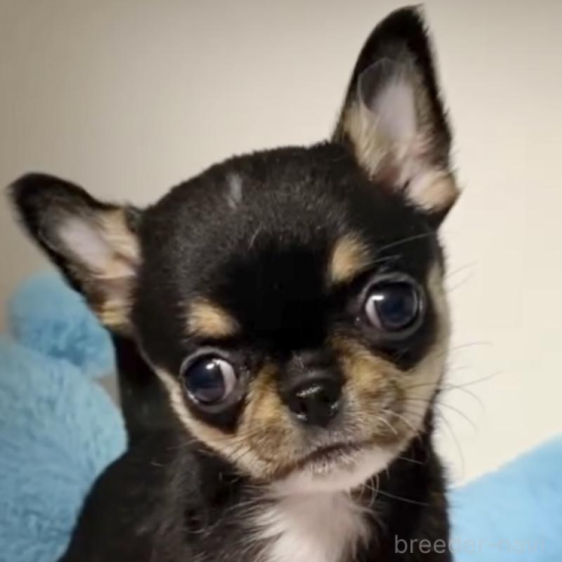 販売中の東京都のチワワ(スムースコート)-429902