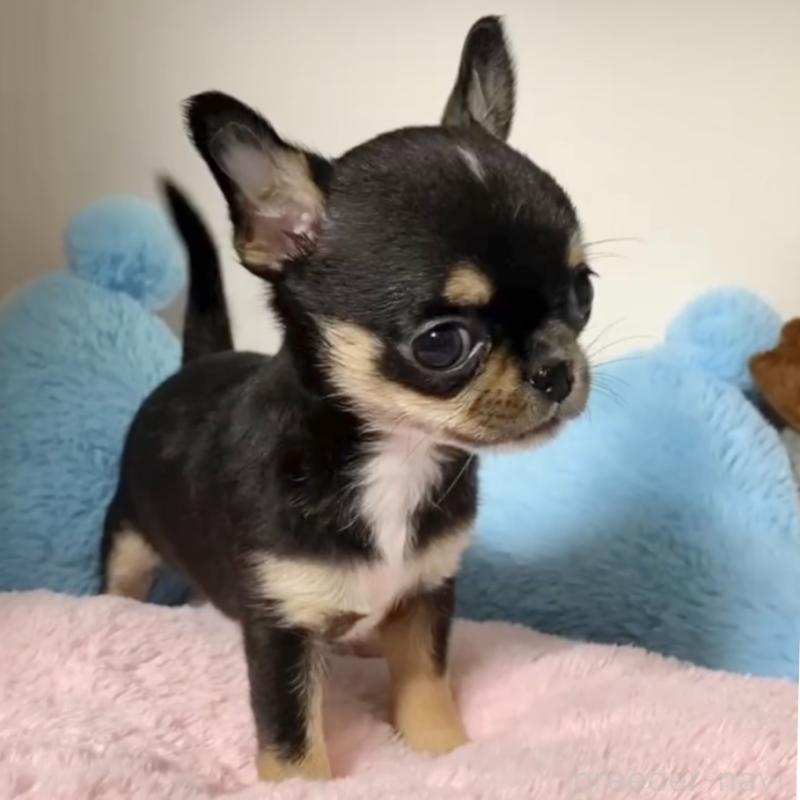 販売中の東京都のチワワ(スムースコート)-429902の2枚目