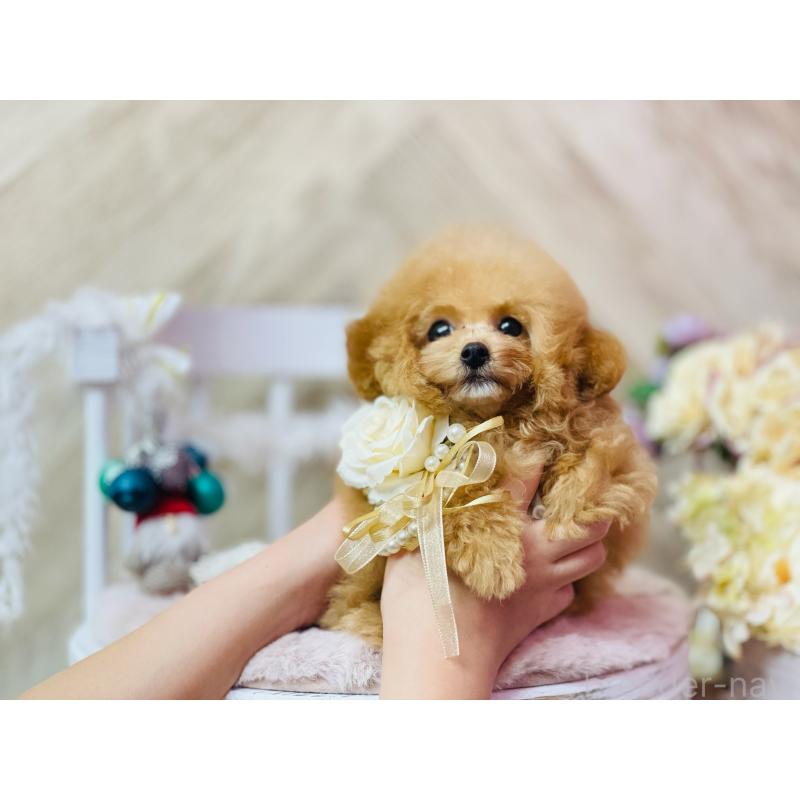 販売中の和歌山県のティーカッププードル-423807の2枚目