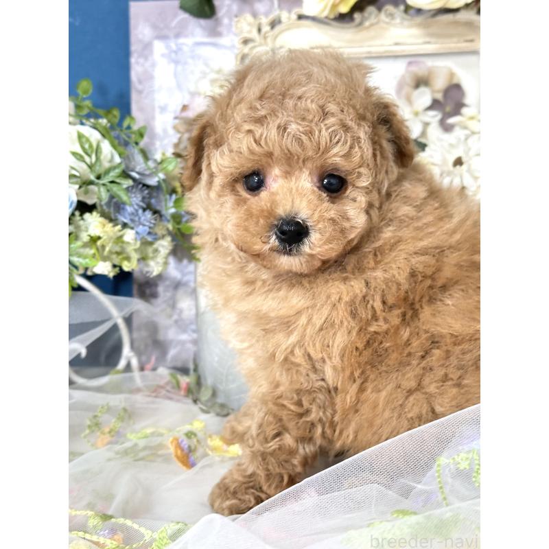 販売中の神奈川県のタイニープードル-429898の7枚目