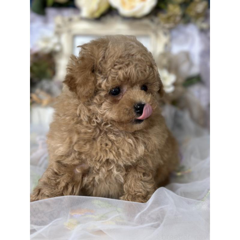 販売中の神奈川県のタイニープードル-429898の6枚目