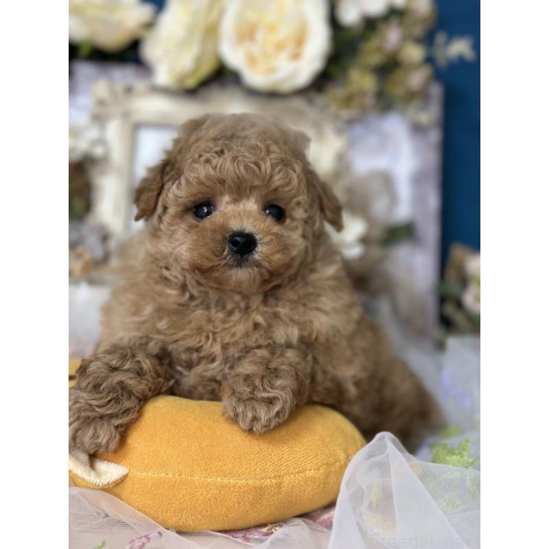 販売中の神奈川県のタイニープードル-429898の5枚目