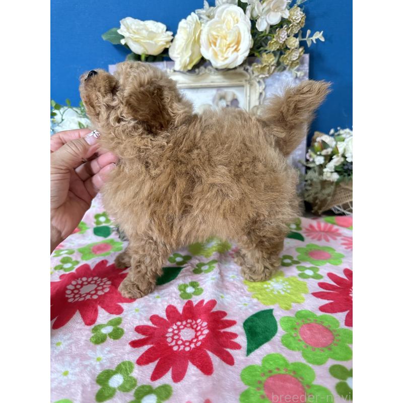 販売中の神奈川県のタイニープードル-429898の4枚目