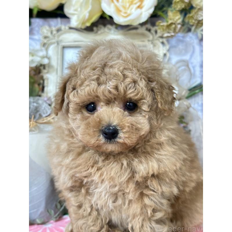 販売中の神奈川県のタイニープードル-429898の3枚目