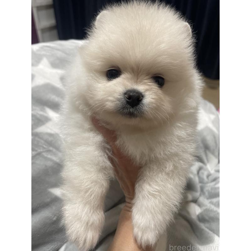 販売中の千葉県のポメラニアン-429900の2枚目