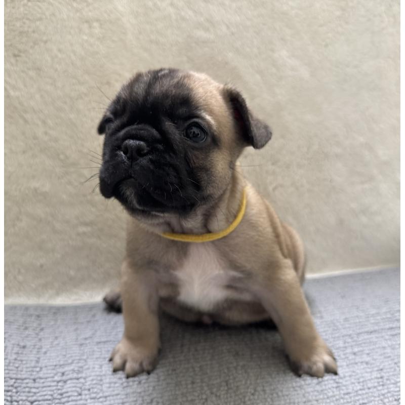 販売中の東京都のフレンチブルドッグ-429903の8枚目