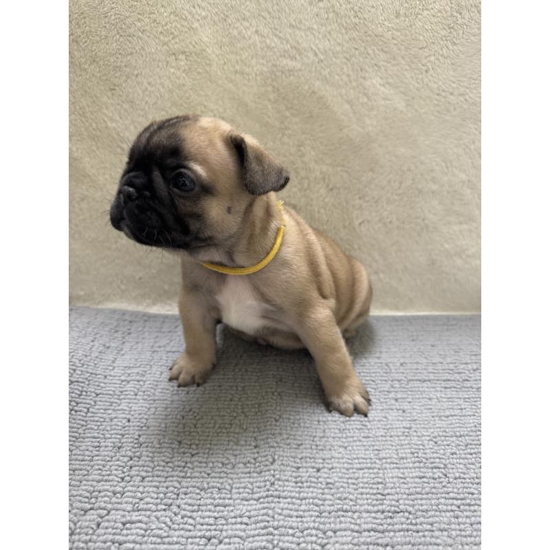 販売中の東京都のフレンチブルドッグ-429903の7枚目