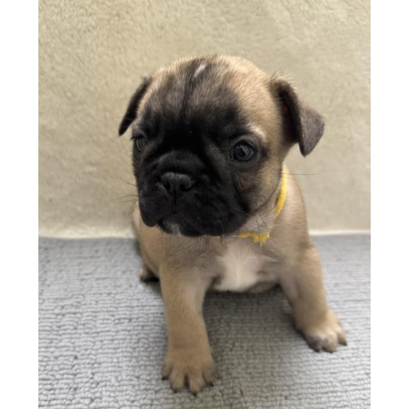 販売中の東京都のフレンチブルドッグ-429903の6枚目