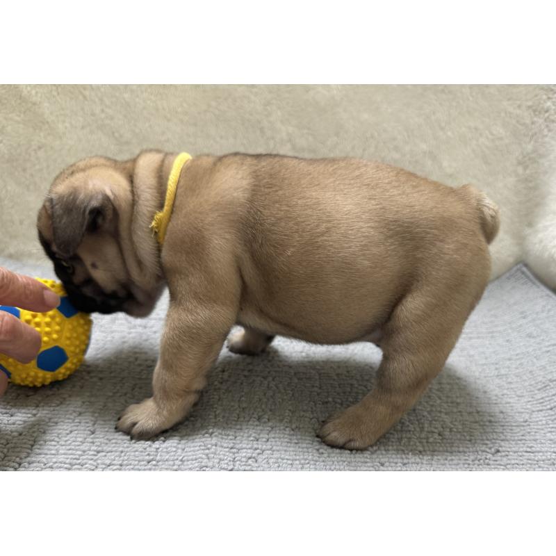 販売中の東京都のフレンチブルドッグ-429903の5枚目