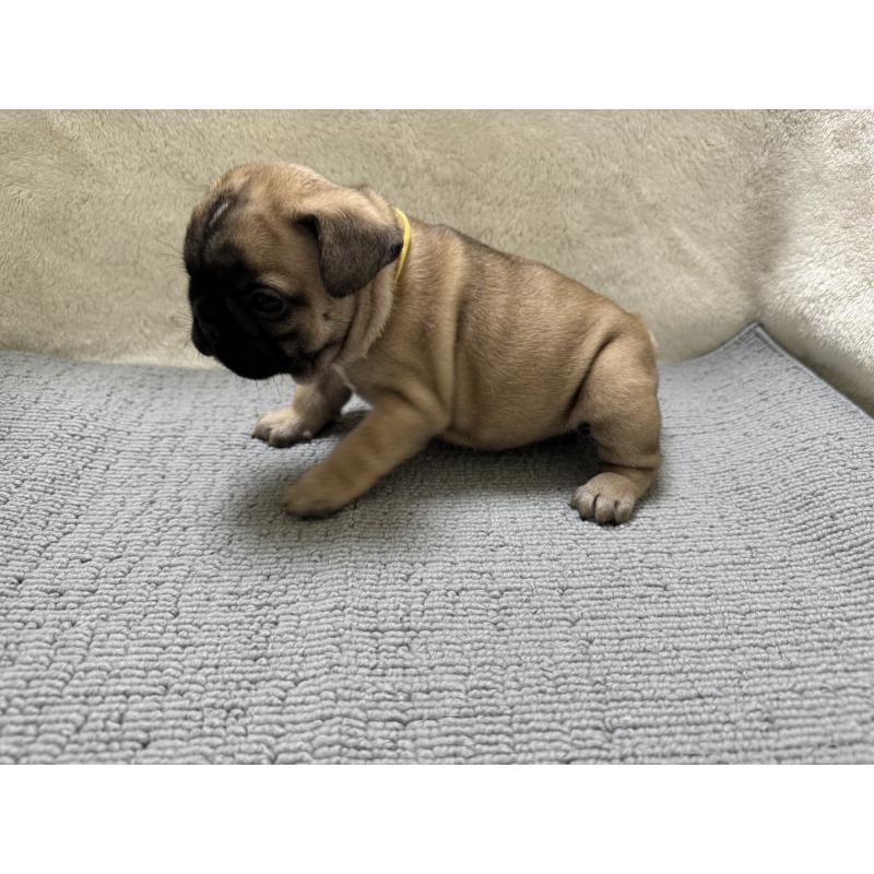 販売中の東京都のフレンチブルドッグ-429903の4枚目