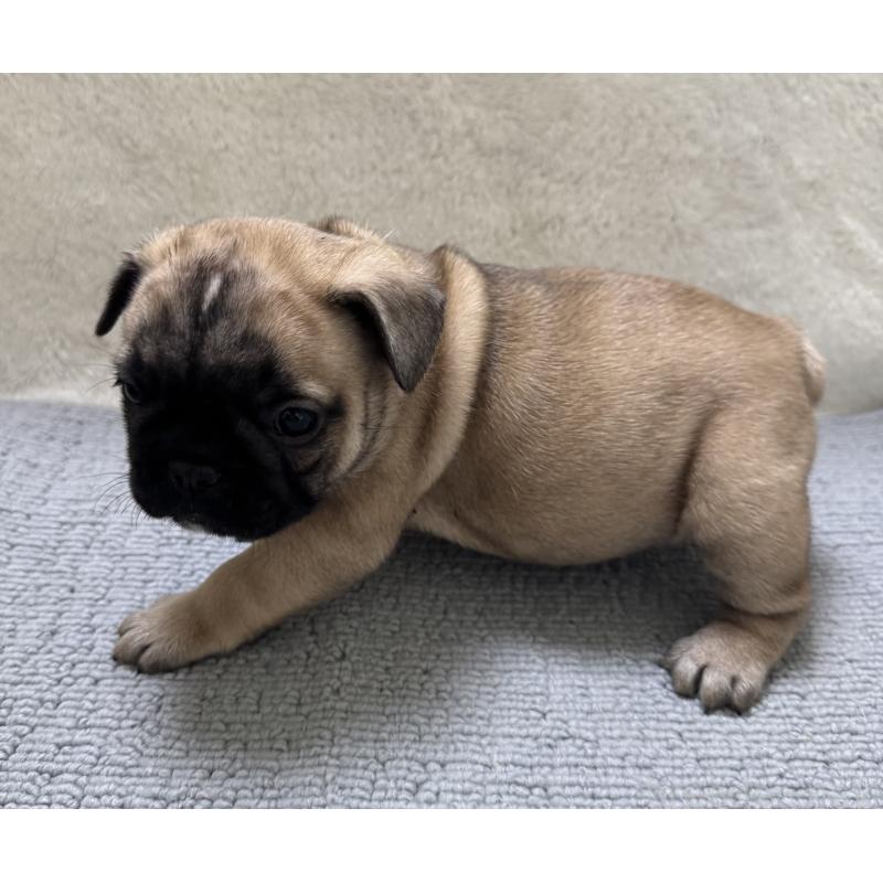 販売中の東京都のフレンチブルドッグ-429903の3枚目