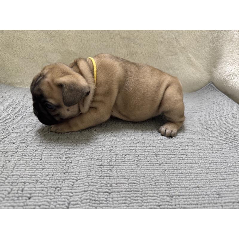 販売中の東京都のフレンチブルドッグ-429903の2枚目