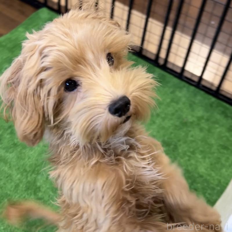 販売中の栃木県のマルプー:マルチーズ×トイプードル-415737