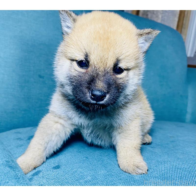 成約済の静岡県の豆柴-428475の8枚目