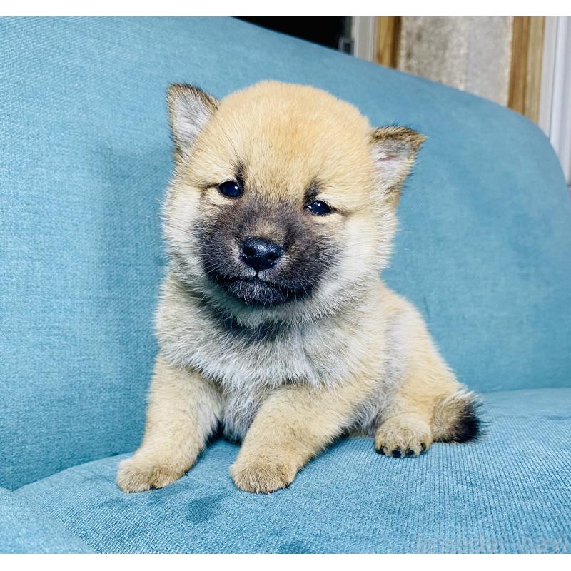 成約済の静岡県の豆柴-428475の7枚目