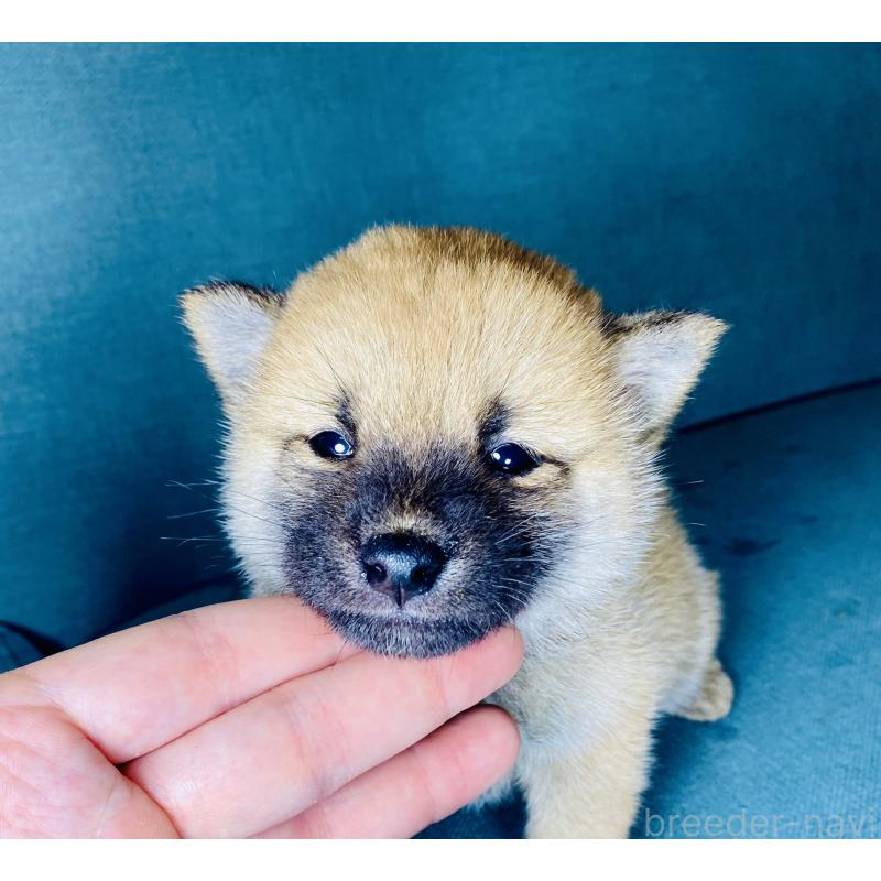 成約済の静岡県の豆柴-428475の6枚目