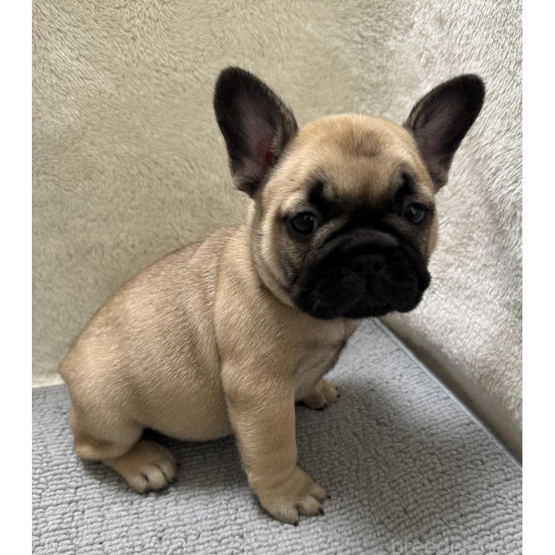 販売中の東京都のフレンチブルドッグ-429904の8枚目