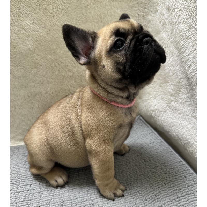 販売中の東京都のフレンチブルドッグ-429904の7枚目