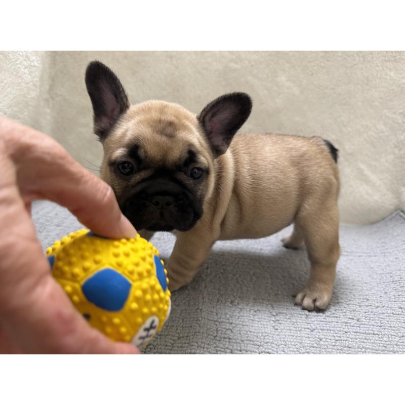 販売中の東京都のフレンチブルドッグ-429904の6枚目