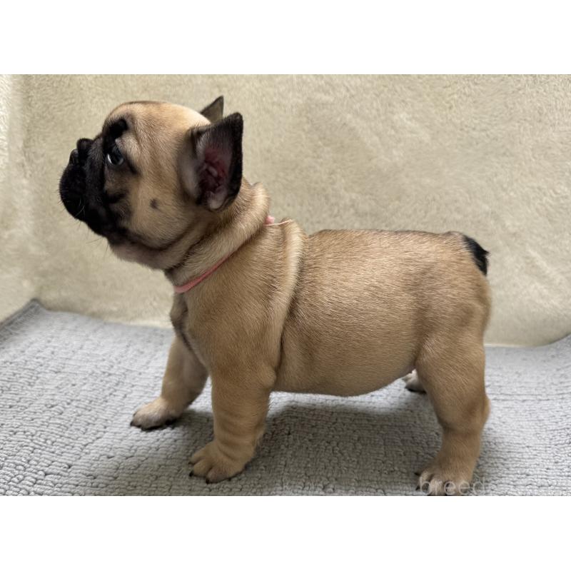 販売中の東京都のフレンチブルドッグ-429904の5枚目
