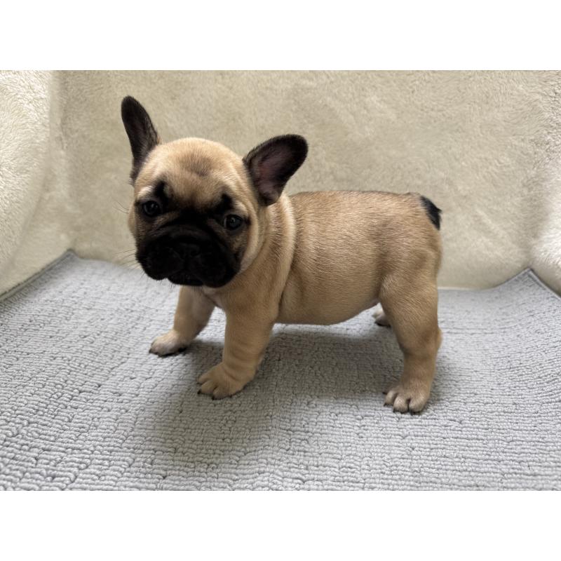 販売中の東京都のフレンチブルドッグ-429904の4枚目
