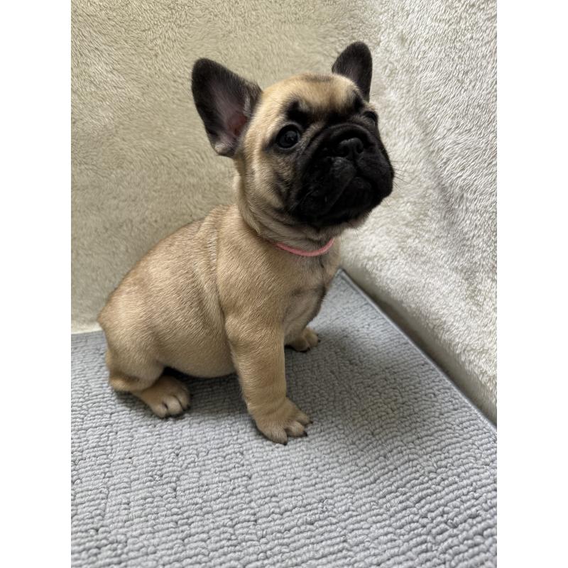 販売中の東京都のフレンチブルドッグ-429904の3枚目