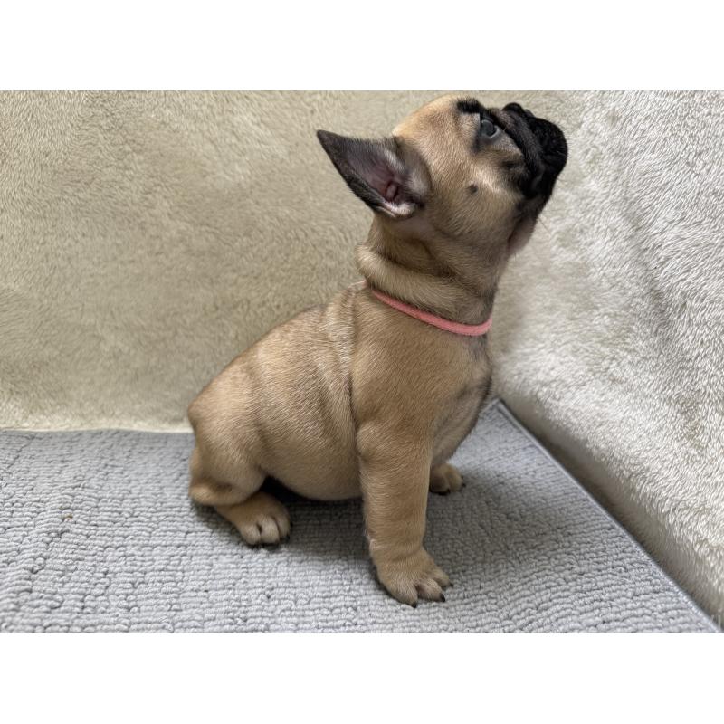販売中の東京都のフレンチブルドッグ-429904の2枚目