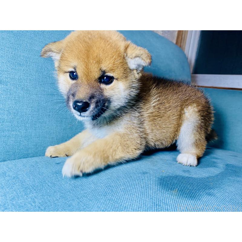 成約済の静岡県の豆柴-426981の8枚目