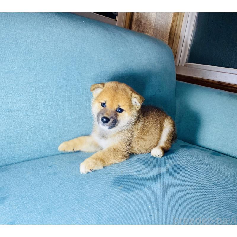 成約済の静岡県の豆柴-426981の6枚目