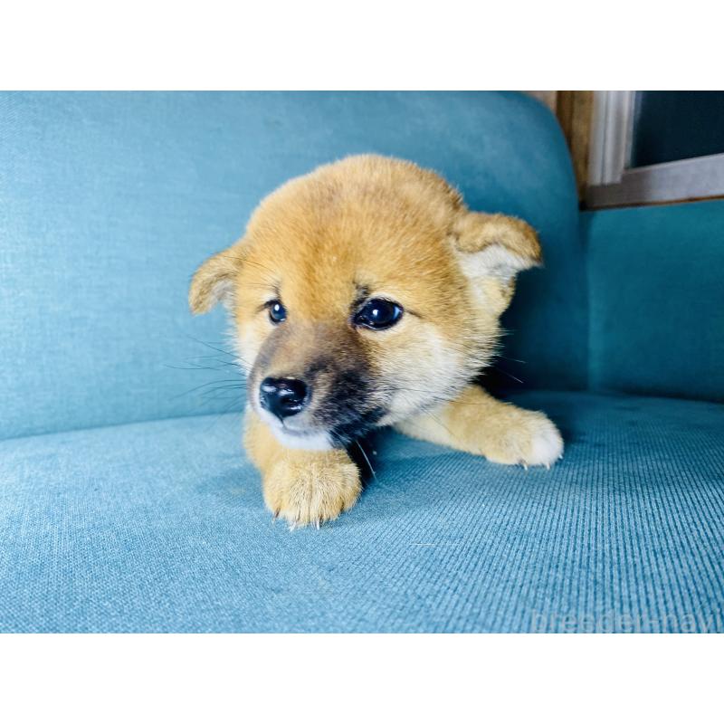 成約済の静岡県の豆柴-426981の4枚目