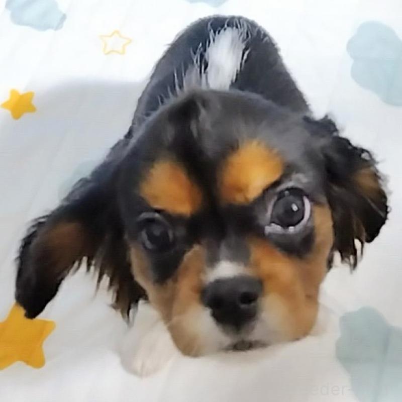 販売中の神奈川県のキャバリアキングチャールズスパニエル-419377