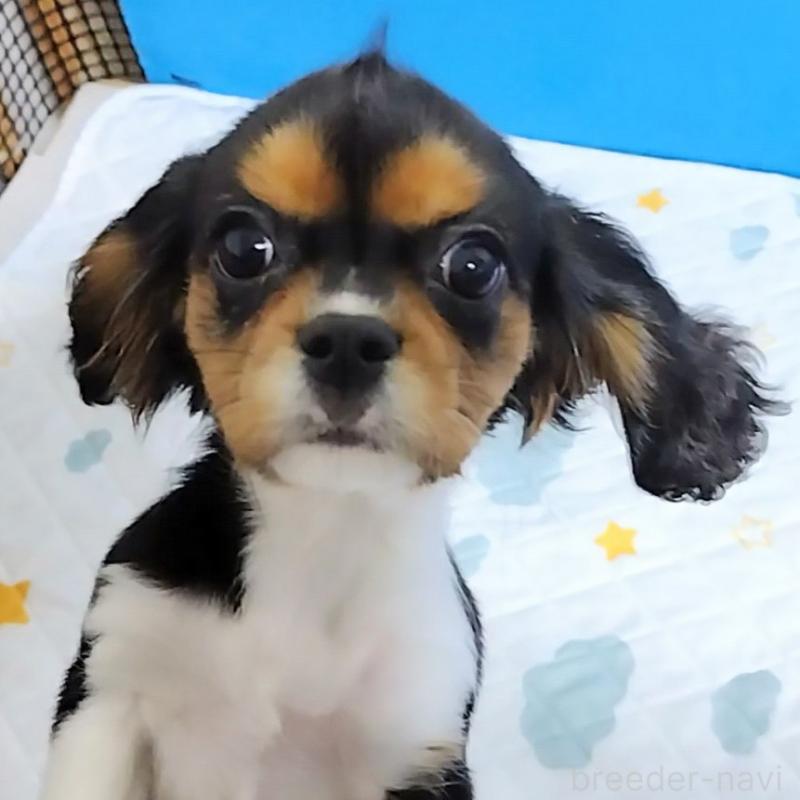 販売中の神奈川県のキャバリアキングチャールズスパニエル-419377の4枚目