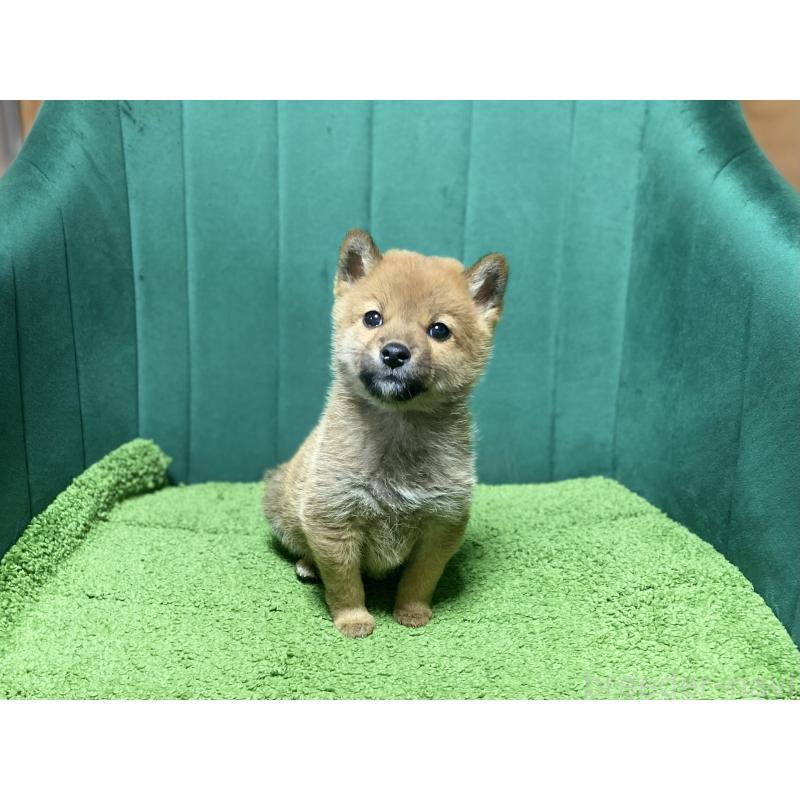 成約済の茨城県の豆柴-427593の2枚目