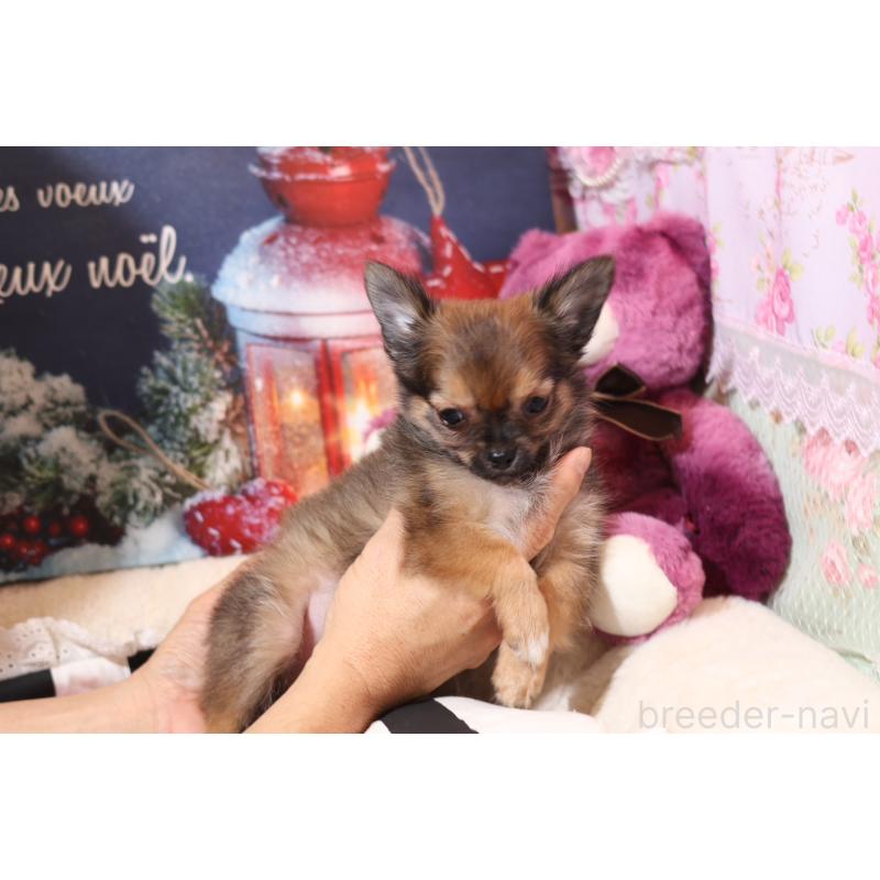 成約済の大阪府のチワワ(ロングコート)-428658の3枚目