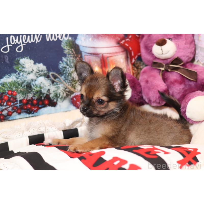 成約済の大阪府のチワワ(ロングコート)-428658の2枚目