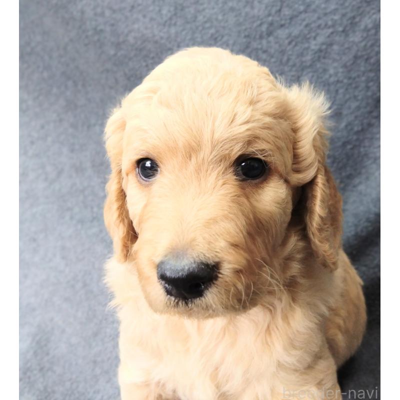 販売中の兵庫県のゴールデンドゥードル:ゴールデンレトリーバー×プードル-427960の5枚目