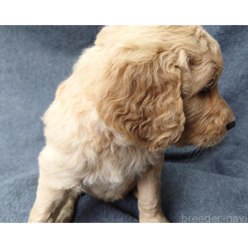 販売中の兵庫県のゴールデンドゥードル:ゴールデンレトリーバー×プードル-427960の4枚目