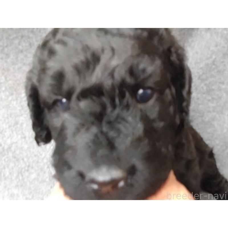 成約済の兵庫県のゴールデンドゥードル:ゴールデンレトリーバー×プードル-428075の6枚目