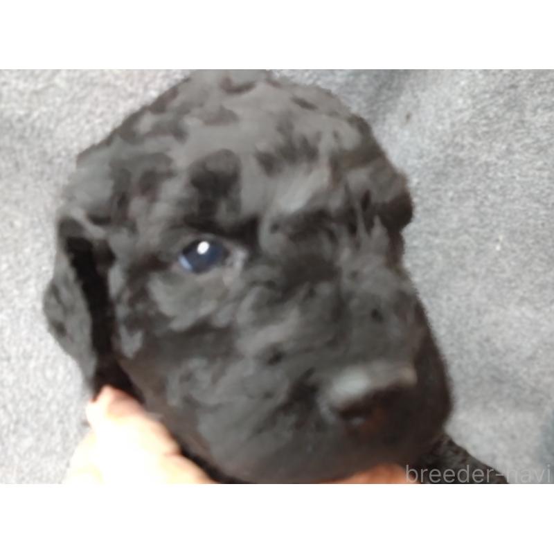 成約済の兵庫県のゴールデンドゥードル:ゴールデンレトリーバー×プードル-428075の5枚目