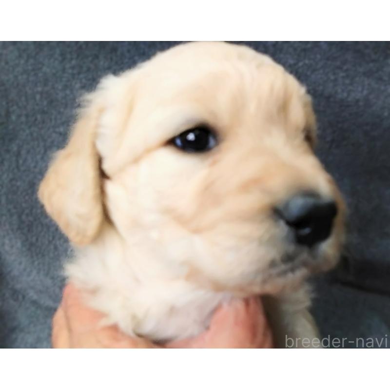 商談中の兵庫県のゴールデンドゥードル:ゴールデンレトリーバー×プードル-428070の7枚目