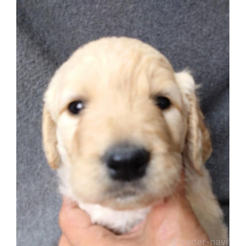商談中の兵庫県のゴールデンドゥードル:ゴールデンレトリーバー×プードル-428070の6枚目